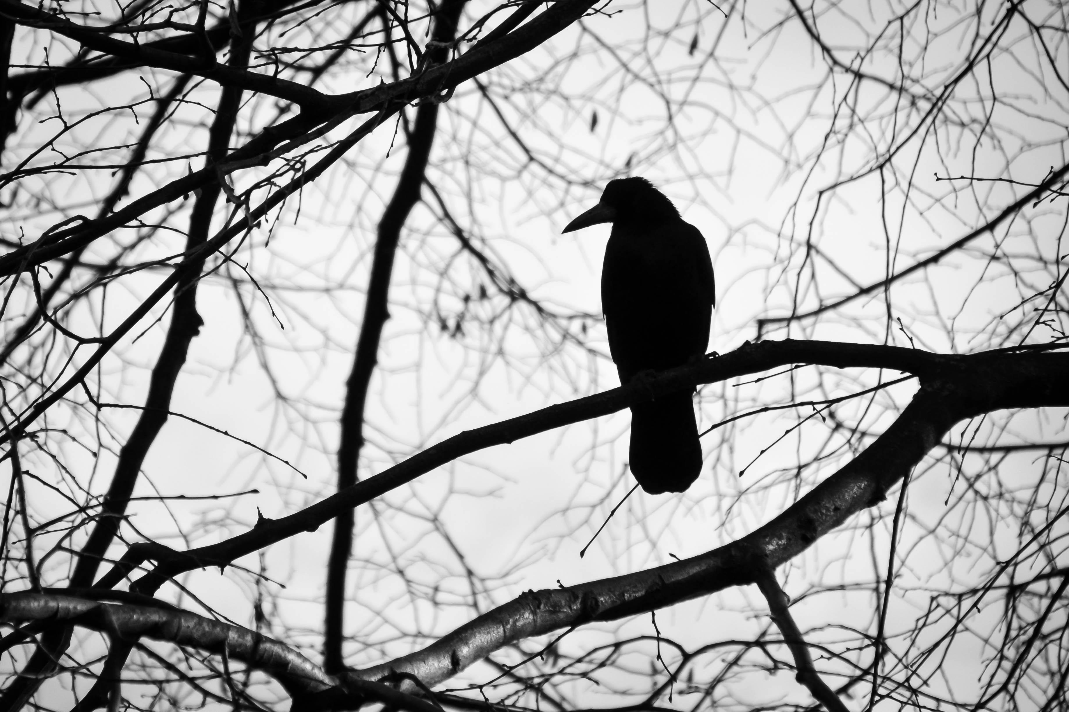 Balck Crow image